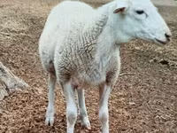Widder, Dorper sheep — Foto 1