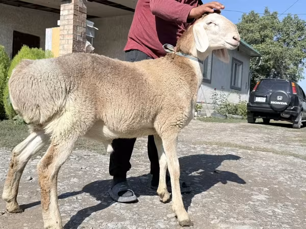 Qoç, Arashan sheep