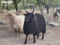 نعجة, Racka sheep — الصورة 3