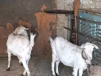 Koza, Kozy — zdjęcie 5