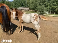 Pastuv, Appaloosa — fotografija 3