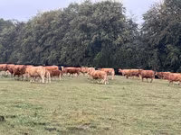Krowa, Krowa limuzyńska — zdjęcie 2