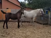 Pastuv, Lipizzaner — fotografija 3