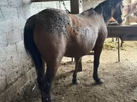 Égua, Cavalos — foto 1