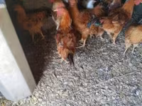 Chickens — fotografija 2