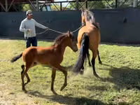 雌馬, Paso Fino — 写真 2