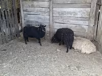 Sheep, Baerchuke sheep — photo 1