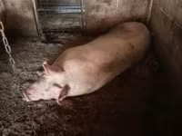 母猪, Pigs — 照片 1
