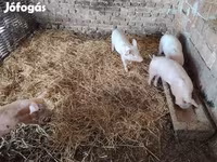 Cerdos (lote, sexo no especificado), Cerdos — foto 4