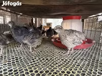 Quails — fotografija 3