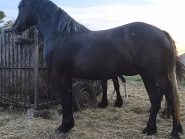 母马, Horses
