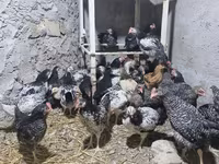 Chickens — fotografija 2