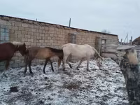 Kobyła, Konie — zdjęcie 3