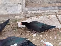 domaća muskovska patka — fotografija 4