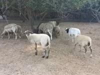 Ovelha, Ovelhas — foto 4