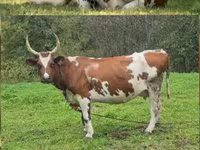Корова, Simmental cattle — фото 2