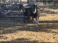公山羊, Goats — 照片 2