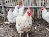 Chickens — fotografija 1