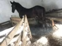 Hengst, Nonius horse — Foto 5
