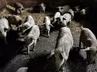 Knur — zdjęcie 1