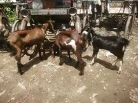 Goat, Black Bengal goats — photo 1