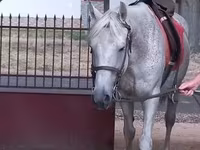 Caballo, Caballos — foto 8