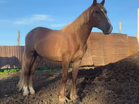 Pastuv, Kustanai horse — fotografija 1