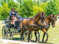 At, Hungarian horse breed — foto 8