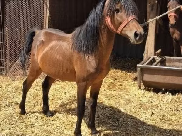 Koń, Konie