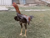 Chickens — fotografija 4