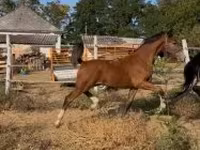 Hengst, Dutch warmblood horse — Foto 4