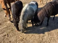 Yegua, Caballos — foto 1