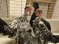 Japanisches Bantam — Foto 3