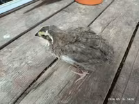 Quails — 写真 3