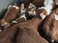 Bulle, Simmental cattle — Foto 4