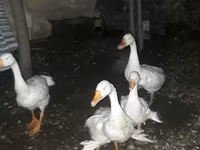 Geese — 写真 4