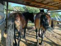 Yegua, Caballos — foto 4