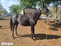 Kobila, Lipizzaner — fotografija 3
