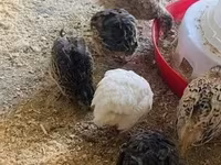 Quails — foto 3