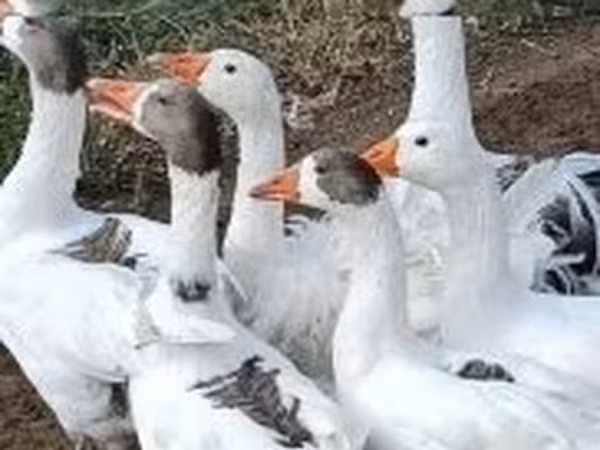 Geese