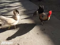 Japanisches Bantam — Foto 1