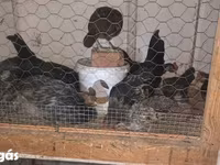 Chickens — Foto 5
