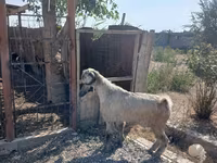 تيس, Damask goat — الصورة 6
