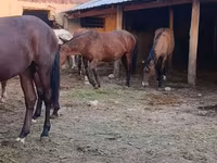 Madyan, Kyrgyz Horse — foto 2