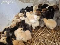 Chickens — fotografija 2