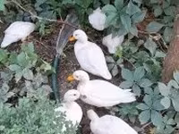 Ducks — Foto 2