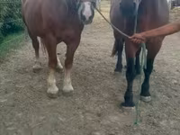 Mare, Horses — photo 1