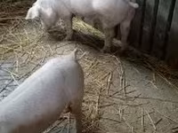 Boar, Крупная белая — photo 3