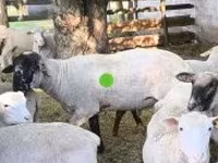 Carnero, White Suffolk sheep — foto 2
