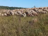 Ovca, Precoce sheep — fotografija 1